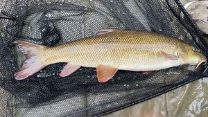 Barbel