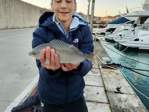 Salema