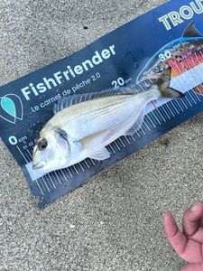 Gilthead Seabream
