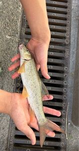 Barbel