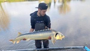 Sturgeon