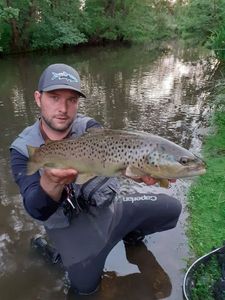 Brown Trout