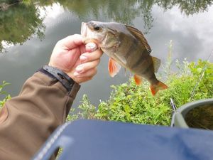 European Perch
