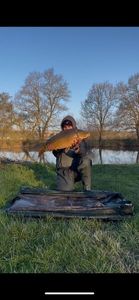 Mirror Carp