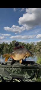 Mirror Carp