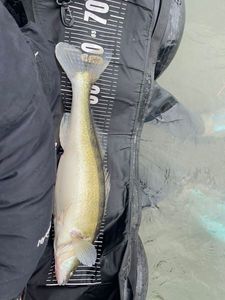 Zander
