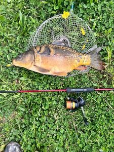 Mirror Carp