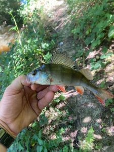 European Perch