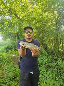 Rainbow Trout