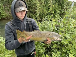 Brown Trout