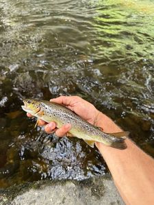 Brown Trout