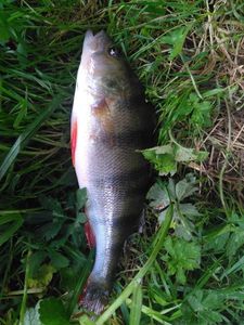 European Perch