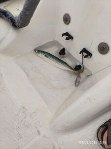 Mackerel