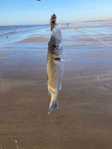 European Bass (Seabass)