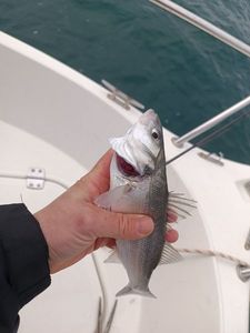 European Bass (Seabass)