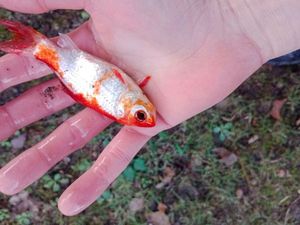 Goldfish