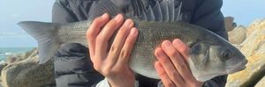 European Bass (Seabass)
