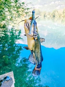 Black Bullhead