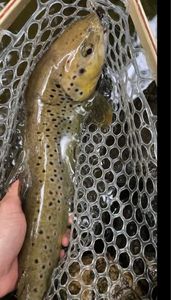 Brown Trout