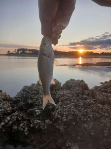 Spotted Seabass