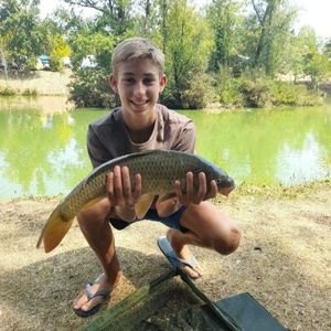 Common Carp