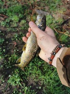 Brown Trout