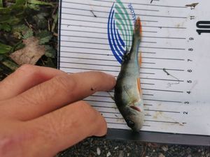 European Perch