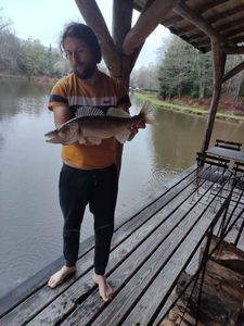 Zander