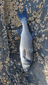 European Bass (Seabass)