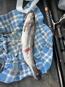 Rainbow Trout