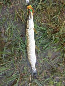 Northern Pike