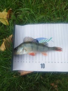 European Perch