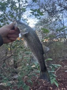 European Bass (Seabass)