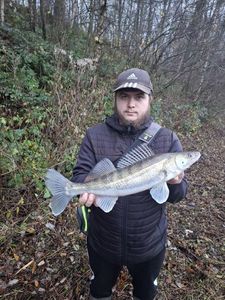 Zander