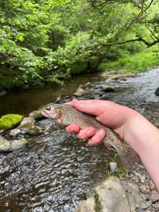 Rainbow Trout