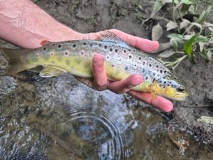 Brown Trout