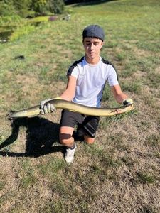 European Eel (Common Eel)