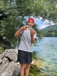 European Perch