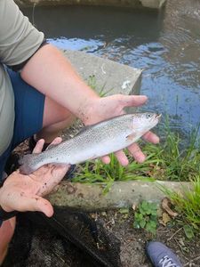 Rainbow Trout