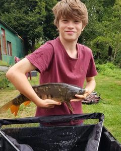 Common Carp