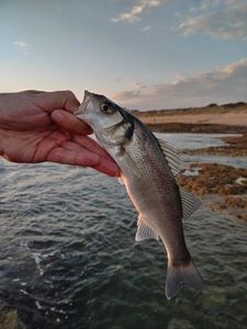 European Bass (Seabass)