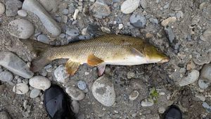Barbel