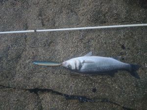 European Bass (Seabass)