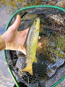 Brown Trout