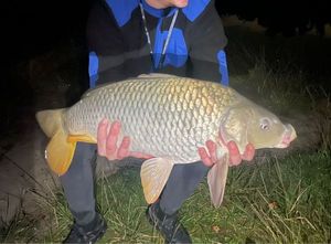 Common Carp