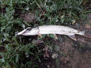 Northern Pike