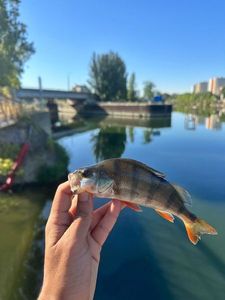 European Perch