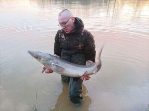 Sturgeon