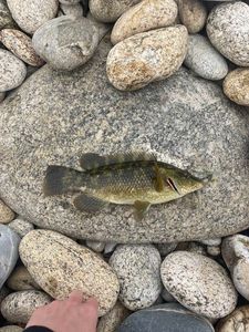 Ballan Wrasse
