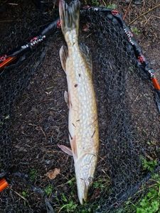Chain Pickerel